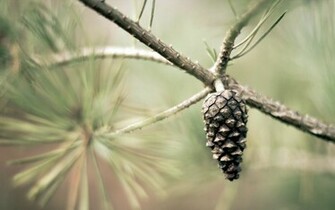 Pine Cone Wallpaper Stock Photos