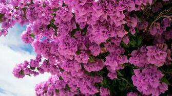 Flowers Pink Nature Bougainvillea Wallpaper HD Desktop And