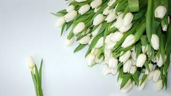 HD Wallpaper 1080p White Tulips