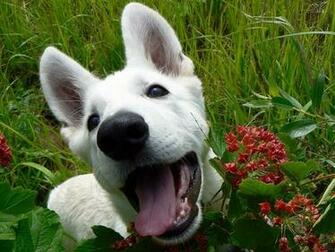 White German Shepherds