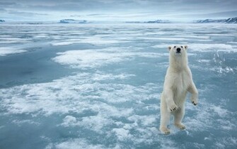 Bear Wallpaper Polar Awesome