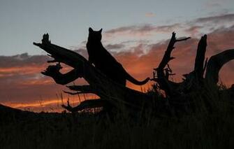 Wallpaper Cat Silhouette Tree Sunset Cats