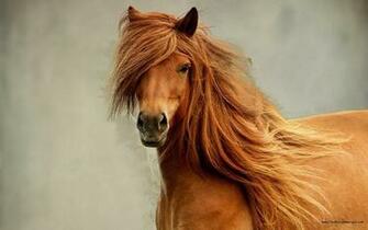 Beautiful Horse Wallpaper