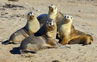 Sea Lion Wallpaper Archives HDwallsource