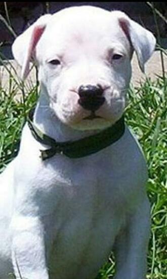 Dogo Argentino HD Wallpaper Android Apps On Google Play