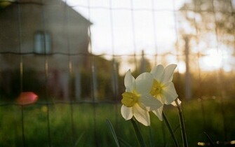 Flowers Depth Of Field Daffodils Wallpaper Hq