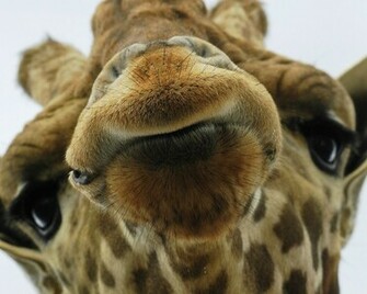 Giraffe Wallpaper