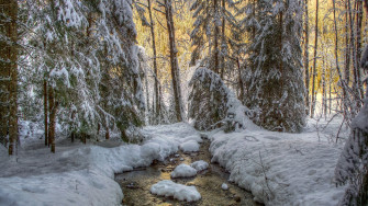 Winter Forest Wallpaper Image Photos Picture