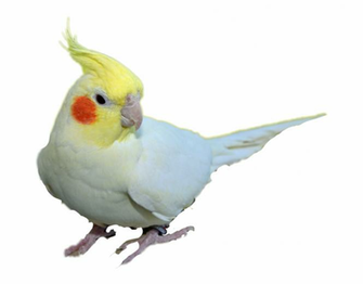 Cockatiel Sticker Png No Background Transparent