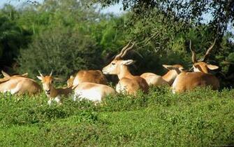 Disney Wallpaper Animal Kingdom