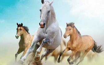 Horse Running Wallpaper Beautiful Horses