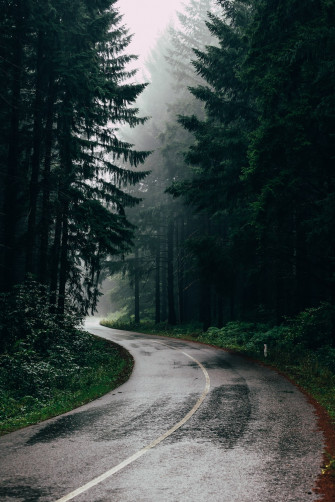 Forest Road Pictures Image