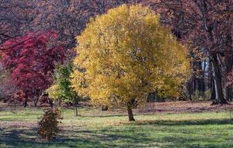 Wallpaper Autumn Leaves Trees Usa Il The Crimson Do Paige