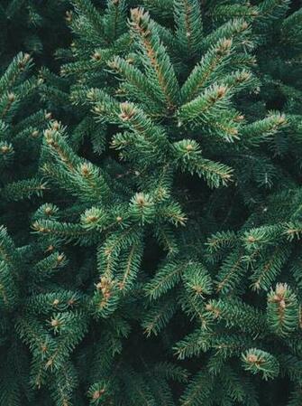 Christmas Pine Needles Wallpaper Tree iPhone