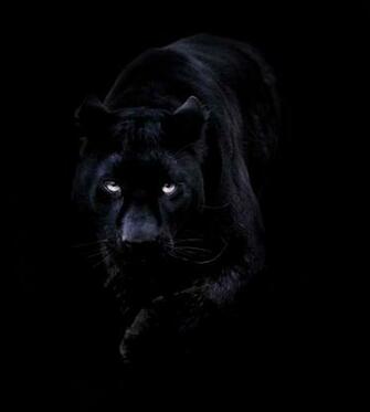 Wallpaper For Black Panther iPhone