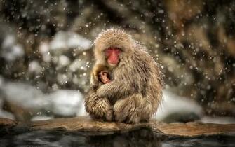 Japanese Macaque Wallpaper X Net
