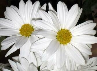 Black And White Daisy Flower Wallpaper
