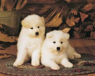 All Wallpaper Akita Puppies HD