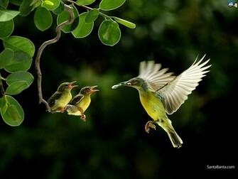Birds Wallpaper