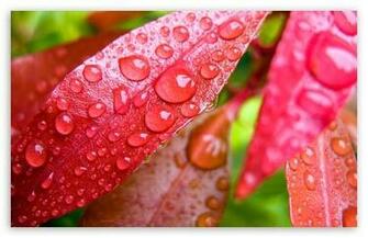 Raindrops Wallpaper