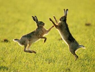 For N I Ce Beautiful Rabbit Wallpaper S