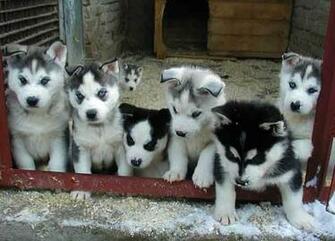 Alaskan Husky Puppies Wallpaper Car Tuning