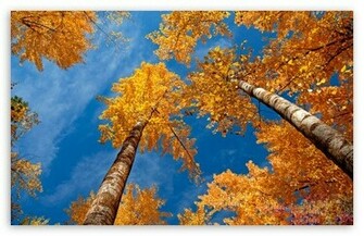 Fall Trees HD Wallpaper For Standard Fullscreen Uxga Xga Svga