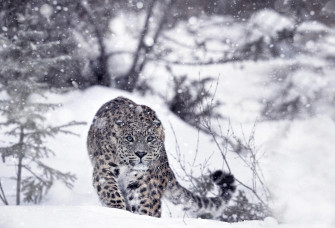 Snow Leopards Winter Animals Wallpaper HD