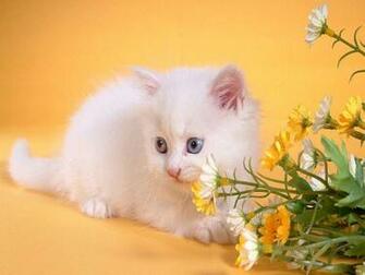 Pin Cute Teddy Bear Wallpaper