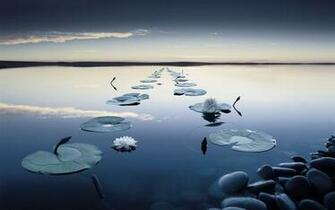 Water Lily Wallpaper Pc Wallpaperlepi