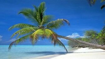 Wallpaper Wonderful Coconut Tree Scenery HD We Heart It