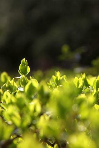 Spring Shoots Simply Beautiful iPhone Wallpaper