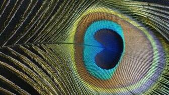 Peacock Feather HD Desktop Wallpaper Widescreen High