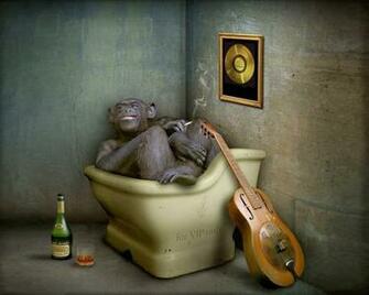 Funny Monkey In Tub Cool Creative Humour High Resolution
