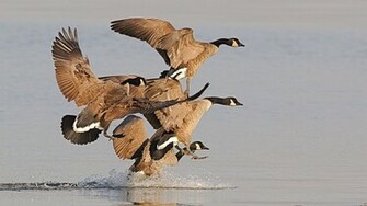 Gaggle Of Geese Wallpaper