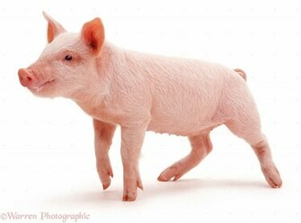 Middle White Piglet Photo Wp16989