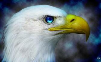 American Eagle Wallpaper By Lotuspodgfx