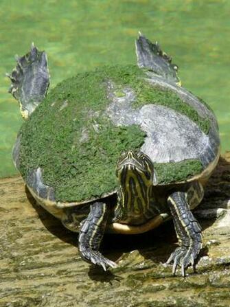 Log Jumping Peninsula Cooter Turtles Wallpaper Animals