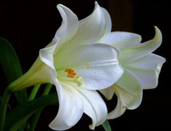 Lily Flower Wallpaper