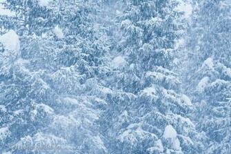 Blizzard Snow Storm Wallpaper