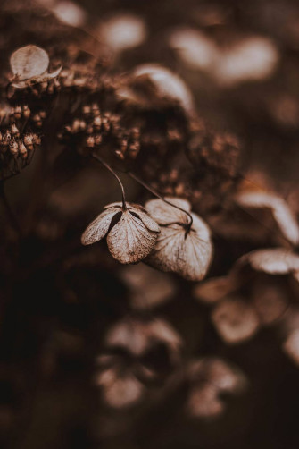 Dark Brown Aesthetic Wallpaper