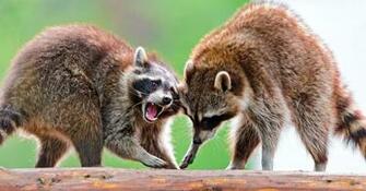 Raccoon Computer Wallpaper Desktop Background Id