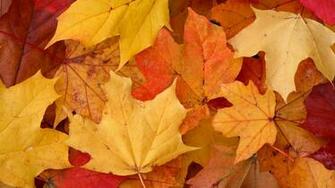 Autumn Kaleidoscope Wallpaper