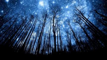 Night Forest Wallpaper On