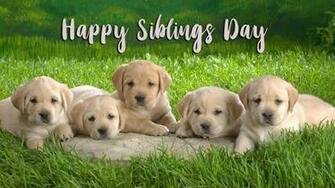 Happy National Siblings Day Five Puppy Labrador Dog HD Wallpaper