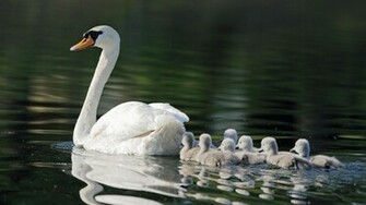 Animal Mute Swan Cygnet Wallpaper