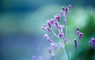 Wallpaper Flower Macro Magenta Twig Cobweb Droplets