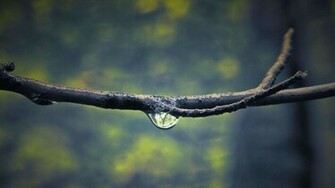 Rain Wallpaper HD