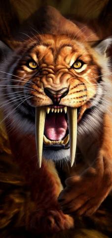 Lion Wallpaper Enwallpaper