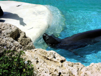 Monk Seal Wallpaper